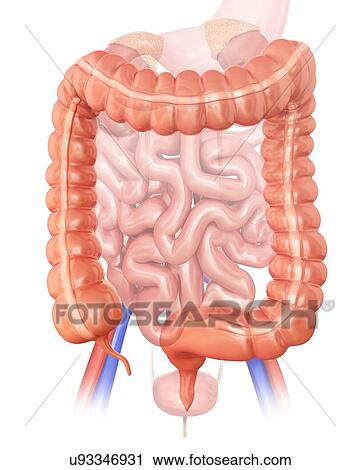 Human large intestine, computer illustration. View Large Illustration Clip Art - Human large intestine, computer illustration.. Fotosearch
