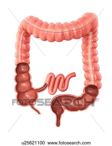 Human large intestine, computer illustration. View Large Illustration Clipart - Human large intestine, computer illustration.. Fotosearch