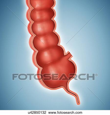 Human large intestine, computer illustration. View Large Illustration Drawing - Human large intestine, computer illustration.. Fotosearch