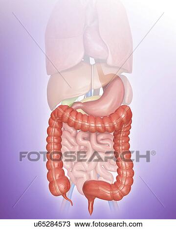 Human large intestine, computer illustration. View Large Illustration Drawing - Human large intestine, computer illustration.. Fotosearch