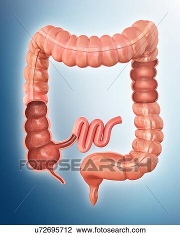 Human large intestine, computer illustration. View Large Illustration Drawing - Human large intestine, computer illustration.. Fotosearch