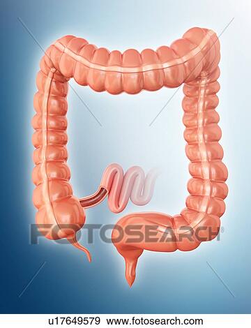 Human large intestine, computer illustration. View Large Illustration Stock Illustration - Human large intestine, computer illustration.. Fotosearch