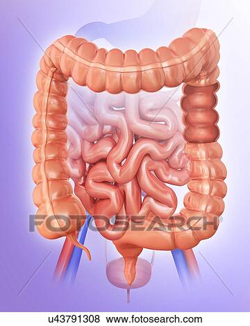 Stock Illustration - Human large intestine, computer illustration.. Fotosearch