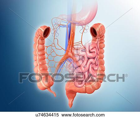 Human large intestine, computer illustration. View Large Illustration Stock Illustration - Human large intestine, computer illustration.. Fotosearch