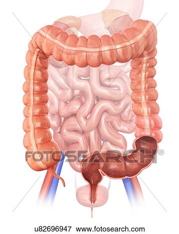 Stock Illustration - Human large intestine, computer illustration.. Fotosearch