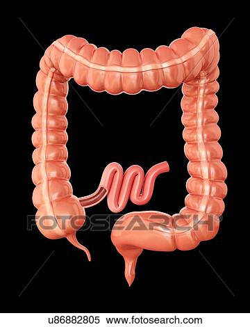 Human large intestine, computer illustration. View Large Illustration Stock Illustration - Human large intestine, computer illustration.. Fotosearch