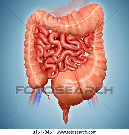 Human large intestine showing a megacolon, computer artwork. View Large Illustration Clip Art - Human large intestine showing a megacolon, computer artwork.. Fotosearch