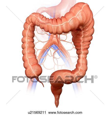 Clip Art - Human large intestine showing a megacolon, computer illustration.. Fotosearch