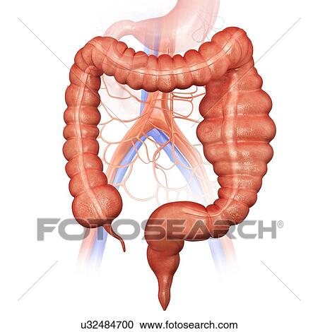 Human large intestine showing a megacolon, computer artwork. View Large Illustration Clipart - Human large intestine showing a megacolon, computer artwork.. Fotosearch