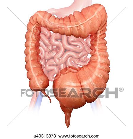 Drawing - Human large intestine showing a megacolon, computer artwork.. Fotosearch