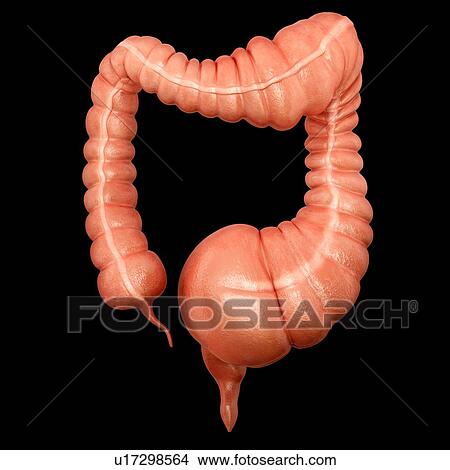 Human large intestine showing a megacolon, computer illustration. View Large Illustration Stock Illustration - Human large intestine showing a megacolon, computer illustration.. Fotosearch