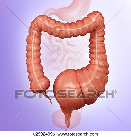 Human large intestine showing a megacolon, computer artwork. View Large Illustration Stock Illustration - Human large intestine showing a megacolon, computer artwork.. Fotosearch