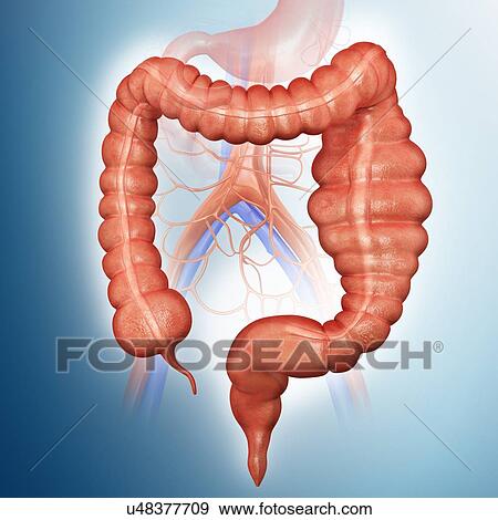 Human large intestine showing a megacolon, computer illustration. View Large Illustration Stock Illustration - Human large intestine showing a megacolon, computer illustration.. Fotosearch