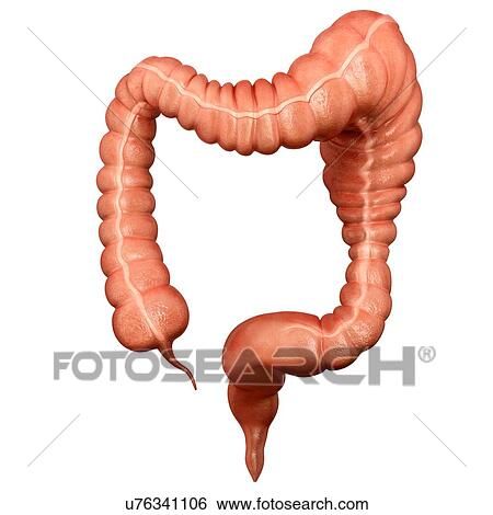 Human large intestine showing a megacolon, computer artwork. View Large Illustration Stock Illustration - Human large intestine showing a megacolon, computer artwork.. Fotosearch