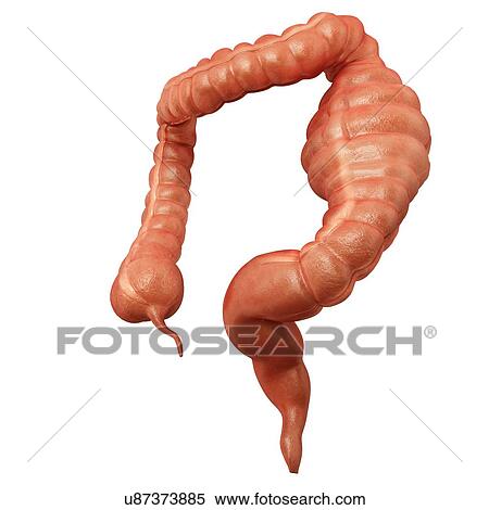 Human large intestine showing a megacolon, computer illustration. View Large Illustration Stock Illustration - Human large intestine showing a megacolon, computer illustration.. Fotosearch