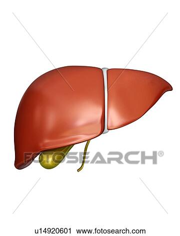 Human liver and gall bladder, computer illustration. View Large Illustration Clip Art - Human liver and gall bladder, computer illustration.. Fotosearch