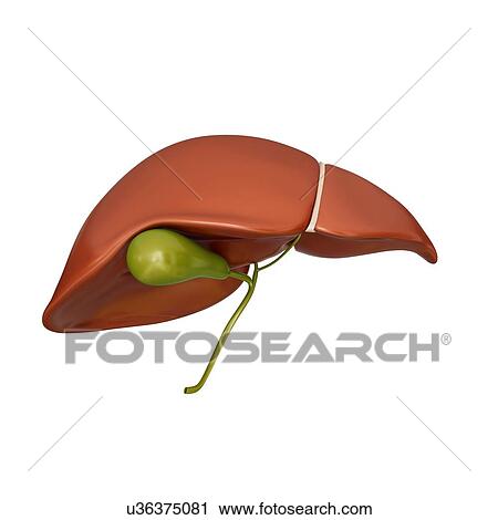 Human liver and gall bladder, computer artwork. View Large Illustration Clip Art - Human liver and gall bladder, computer artwork.. Fotosearch