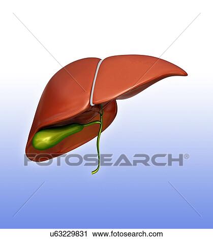 Clip Art - Human liver and gall bladder, computer illustration.. Fotosearch