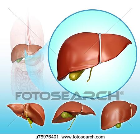 Human liver and gall bladder, computer artwork. View Large Illustration Clip Art - Human liver and gall bladder, computer artwork.. Fotosearch