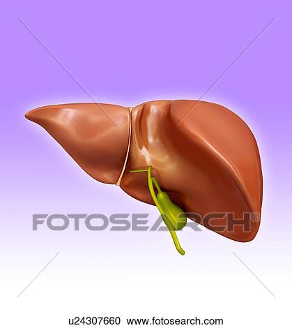 Clipart - Human liver and gall bladder, computer artwork.. Fotosearch