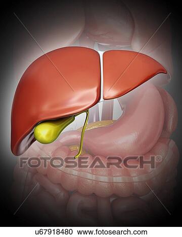 Clipart - Human liver and gall bladder, computer artwork.. Fotosearch