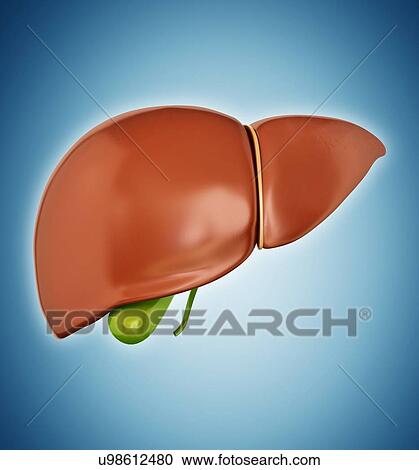 Human liver and gall bladder, computer artwork. View Large Illustration Clipart - Human liver and gall bladder, computer artwork.. Fotosearch
