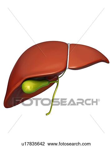 Human liver and gall bladder, computer illustration. View Large Illustration Drawing - Human liver and gall bladder, computer illustration.. Fotosearch