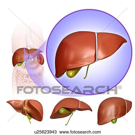 Drawing - Human liver and gall bladder, computer artwork.. Fotosearch