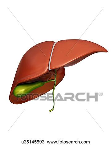Drawing - Human liver and gall bladder, computer illustration.. Fotosearch