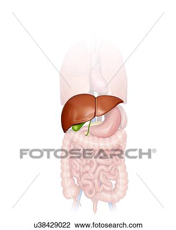 Drawing - Human liver and gall bladder, computer illustration.. Fotosearch