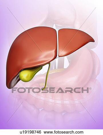 Human liver and gall bladder, computer artwork. View Large Illustration Stock Illustration - Human liver and gall bladder, computer artwork.. Fotosearch