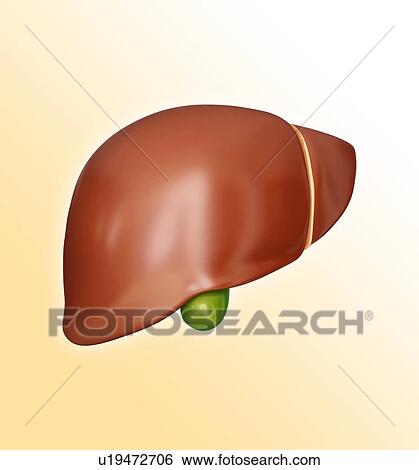 Human liver and gall bladder, computer artwork. View Large Illustration Stock Illustration - Human liver and gall bladder, computer artwork.. Fotosearch