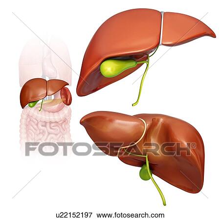 Human liver and gall bladder, computer artwork. View Large Illustration Stock Illustration - Human liver and gall bladder, computer artwork.. Fotosearch