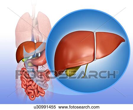 Stock Illustration - Human liver and gall bladder, computer illustration.. Fotosearch