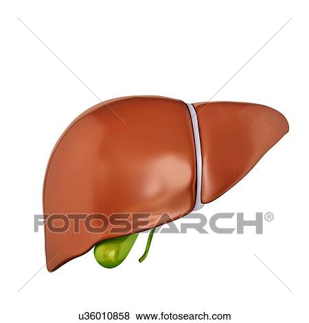 Human liver and gall bladder, computer artwork. View Large Illustration Stock Illustration - Human liver and gall bladder, computer artwork.. Fotosearch