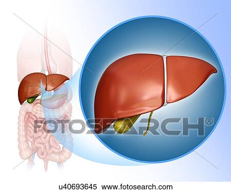 Human liver and gall bladder, computer illustration. View Large Illustration Stock Illustration - Human liver and gall bladder, computer illustration.. Fotosearch