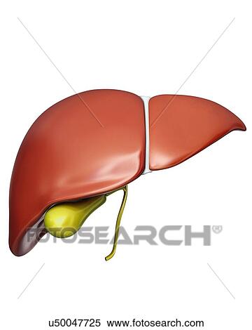 Human liver and gall bladder, computer illustration. View Large Illustration Stock Illustration - Human liver and gall bladder, computer illustration.. Fotosearch
