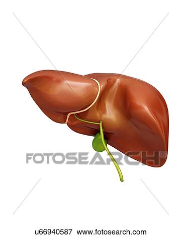 Stock Illustration - Human liver and gall bladder, computer artwork.. Fotosearch