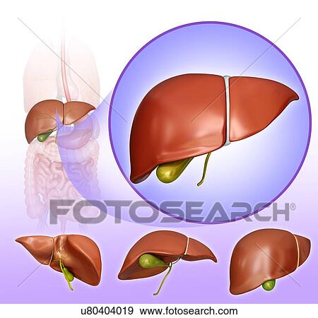 Stock Illustration - Human liver and gall bladder, computer artwork.. Fotosearch