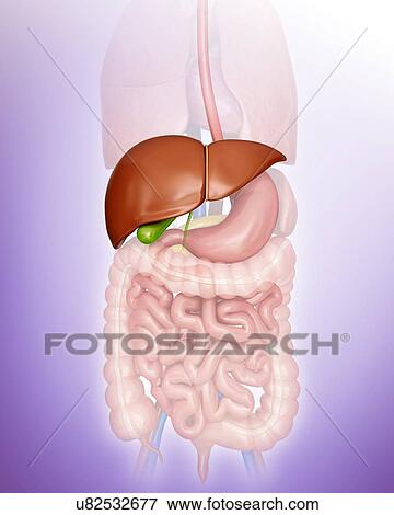 Human liver and gall bladder, computer illustration. View Large Illustration Stock Illustration - Human liver and gall bladder, computer illustration.. Fotosearch