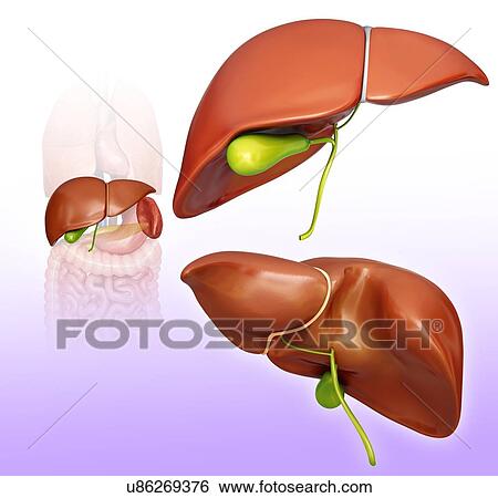 Human liver and gall bladder, computer illustration. View Large Illustration Stock Illustration - Human liver and gall bladder, computer illustration.. Fotosearch