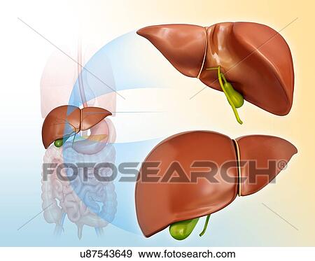Human liver and gall bladder, computer artwork. View Large Illustration Stock Illustration - Human liver and gall bladder, computer artwork.. Fotosearch