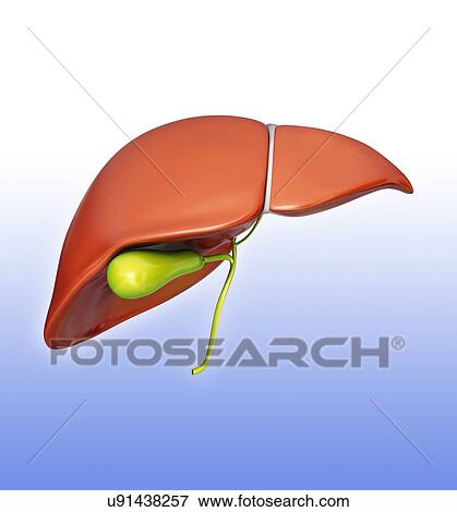 Stock Illustration - Human liver and gall bladder, computer artwork.. Fotosearch
