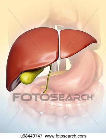 Stock Illustration - Human liver and gall bladder, computer illustration.. Fotosearch