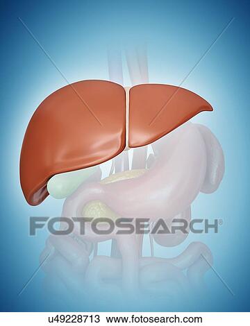 Human liver, computer artwork. View Large Illustration Drawing - Human liver, computer artwork.. Fotosearch