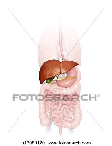 Human liver, computer illustration. View Large Illustration Clipart - Human liver, computer illustration.. Fotosearch