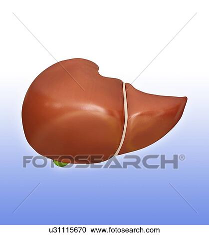 Clipart - Human liver, computer illustration.. Fotosearch