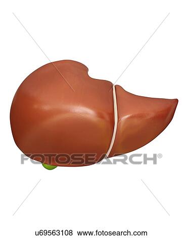Human liver, computer illustration. View Large Illustration Stock Illustration - Human liver, computer illustration.. Fotosearch
