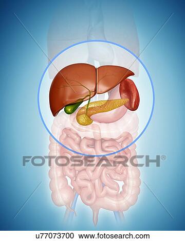 Human liver, spleen and pancreas, computer illustration. View Large Illustration Clipart - Human liver, spleen and pancreas, computer illustration.. Fotosearch