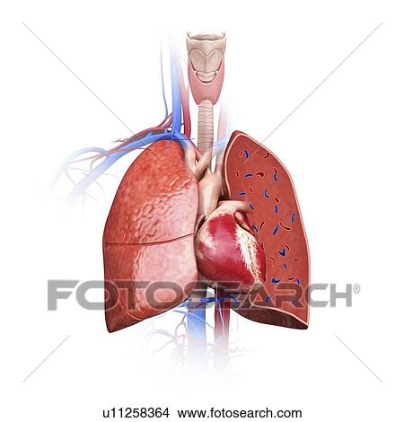 Human lungs, computer illustration. View Large Illustration Stock Illustration - Human lungs, computer illustration.. Fotosearch